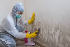 Best Black Mold Removal  in Manatee Road, FL